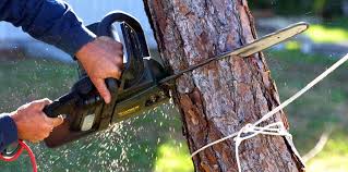 Best Emergency Tree Removal Services  in Wyboo, SC